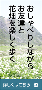 乗鞍のお花畑を、おしゃべりしながらお友達と楽しく歩く