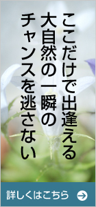 ここだけで出逢える乗鞍の大自然の一瞬のチャンスを逃さない